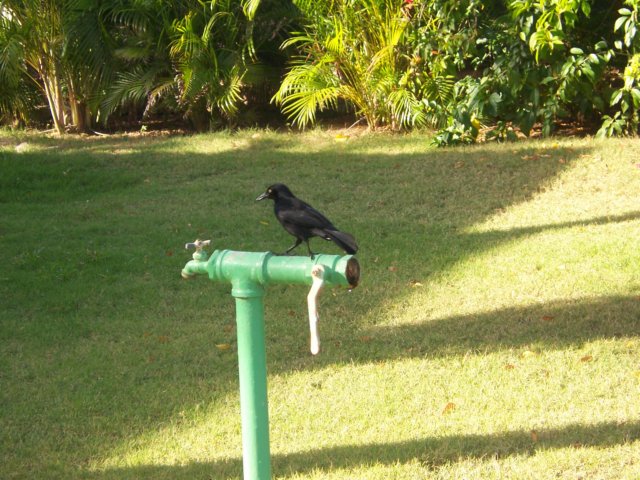 bird.jpg
