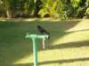 bird_small.jpg