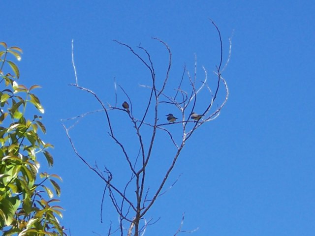 birds.jpg