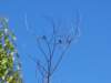 birds_small.jpg