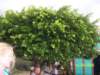 ficusbenjamini_small.jpg