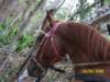 jonathanranch7_small.jpg