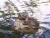lakebavaro3_small.jpg