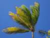palme2_small.jpg