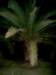 palme4_small.jpg