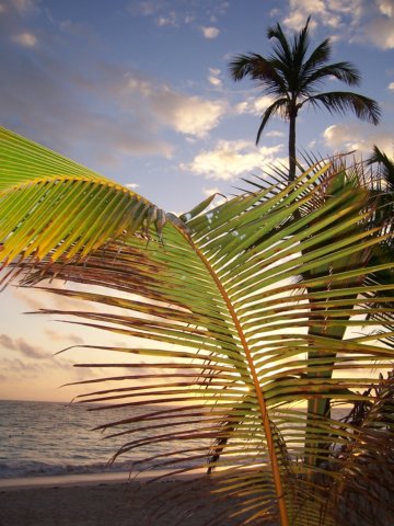 palme5.jpg