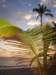 palme5_small.jpg
