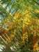 palme_small.jpg