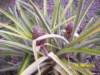 pineappleananas_small.jpg