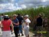 sugarcane_small.jpg