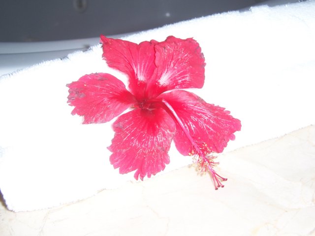towelart.jpg