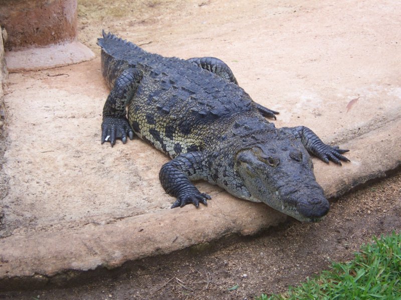 crocoshow2.jpg