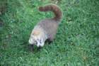 coati_small.jpg