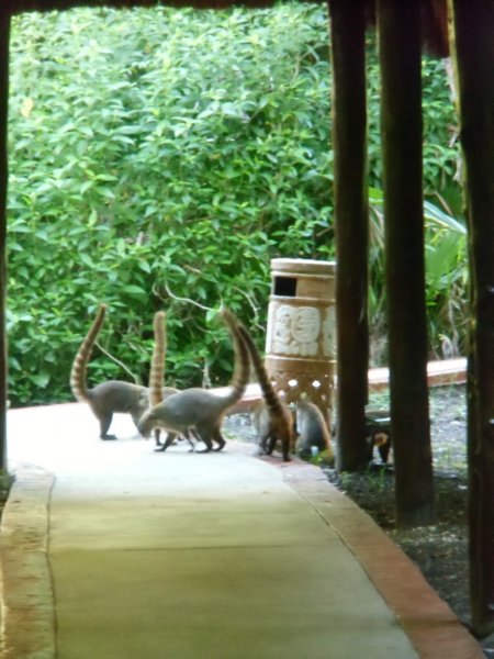 coatis2.jpg