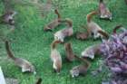 coatis_small.jpg