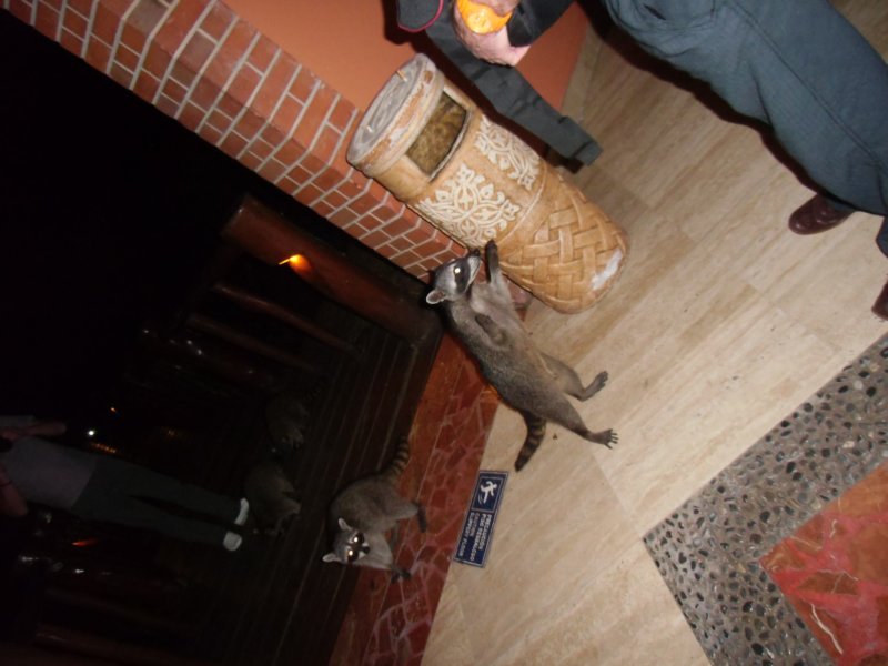donotfeedtheanimals.jpg