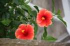 hibiscus_small.jpg