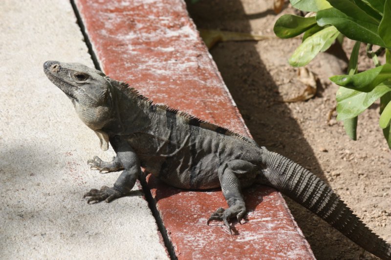 iguana.jpg