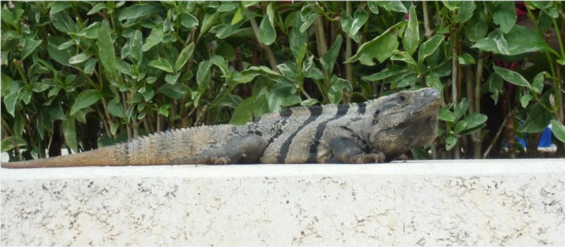 iguanaatelrinconcito.jpg