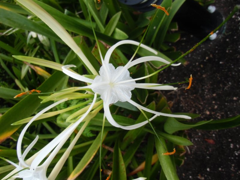 lastflower.jpg