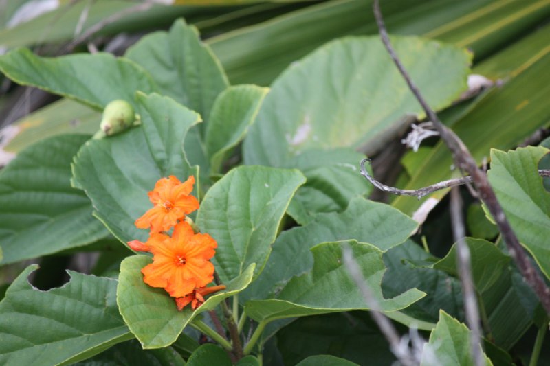 niceflower2.jpg
