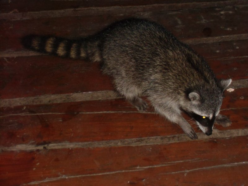 racoonwaschbr.jpg