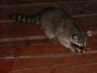 racoonwaschbr_small.jpg