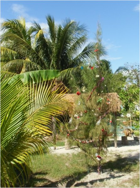 siankaantripxmastreeatpuntaallen.jpg